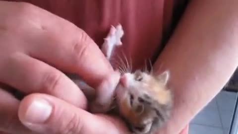 cute baby cat is purring