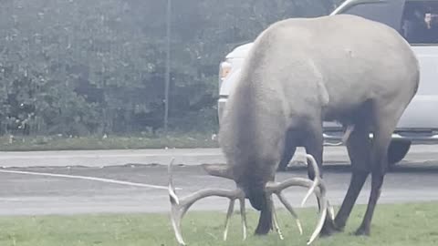 Onlookers Hold up Traffic to Watch Deer’s Display