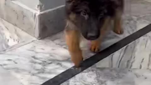 German shepherd 2023