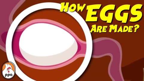 How EGGS Are Framed Inside The Chicken?