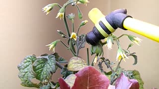 Bumblebee pollinating tomato plant