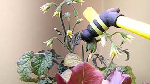 Bumblebee pollinating tomato plant