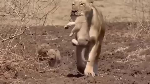 Lions Attacks Hippo To Rescue Teammates From Giant Mouth- The Fierce Battle Between Hippo Vs Lions