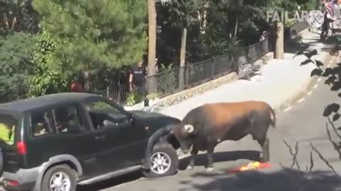 Bull Revenge on Native Man