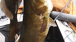 Double Smallmouth on a Topwater Bait