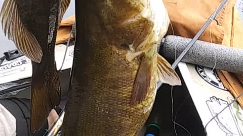 Double Smallmouth on a Topwater Bait