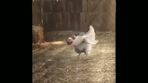 Chicken Shows Off Amazing freestyle Skills