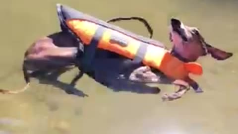 Dog realizes he floats - chills out in the water