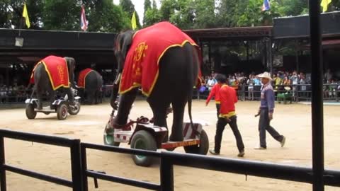 IOI 2011- The Elephant Show - Riding the Bicycle