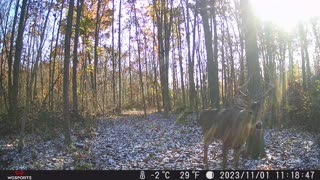 Buckley trail cams 11.1.23
