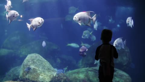 The child who amazed😳 the world with the great aquarium