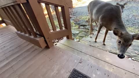 Deer 🦌 NW NC at The Treehouse 🌳 Lady, Scamp, and crew say Hi.