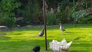 Cheeky Crow Feeds Pigeon Friends