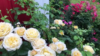 ‘Moonlight Romantica’ Hybrid Tea Rose
