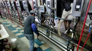ALERT! Dairy Cows May Have Caught Bird Flu, H5N1 From A Human