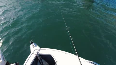 catching fish with SODA can