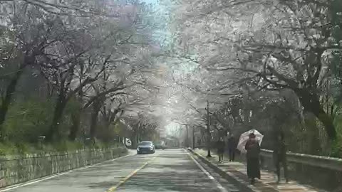 Across the cherry blossom trees