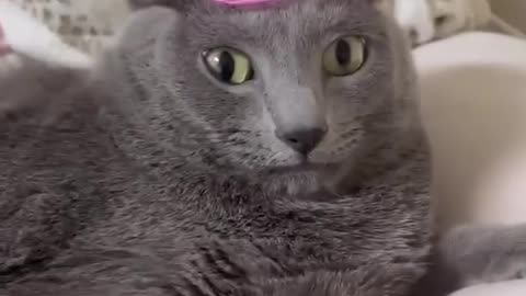 Watch These Hilarious Cats and Dogs Engage in Playtime Shenanigans!