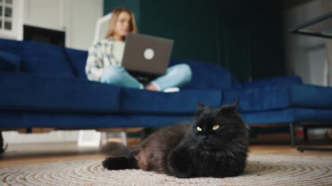 Young woman freelancer working remotely on laptop, close up shot of fluffy black cat