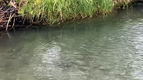 Trout Behavior