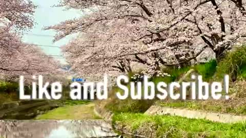 Japan Cherry Blossoms - Spring 2023 - Japan reopens for tourism!