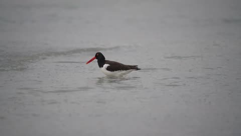 Oystercatcher Bathing Along the Shoreline