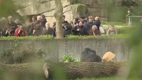 World oldest Gorilla