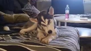 The sly Husky puppy