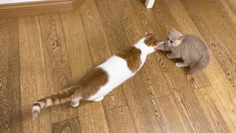 New Kitten Meets Cat For The First Time (3)