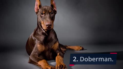 Dogs That Will Sacrifice For You - TOP 10 Dog Breeds That Will Give Their Life For You!
