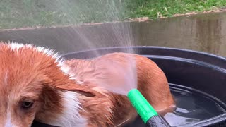 Corgi Enjoying Spa Day