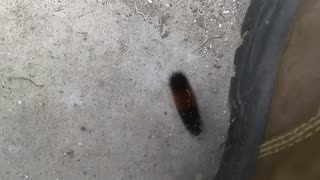 Banded Woolly Bear