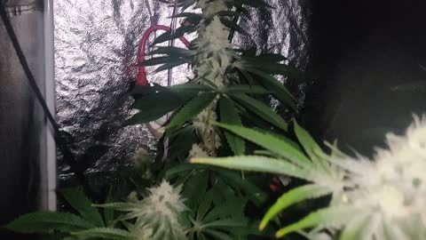 Day 35 Flower GG4/AR and Wedding Cake (Fill Clones)