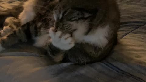 Cleaning My Toe Beans!