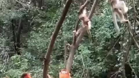 Funny monkey playing and jumping
