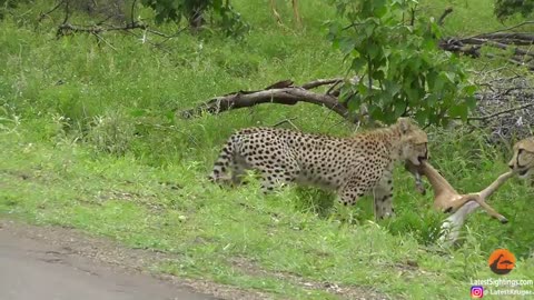 A young cheetah makes its first kill