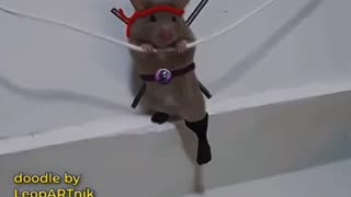 Ninja Hamster!