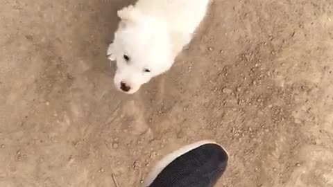 "Adorable Puppy's Playful Encounter with Man's Foot"