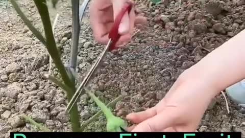 EggplantFarming Techniques #agriculture #farming #gardening #learnwithtiktok farmer