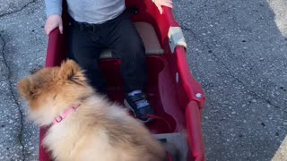 Toddler and Puppy Go For A Wagon Ride!