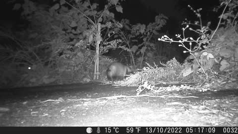 Japanese TANUKI gets a Lizard in night.