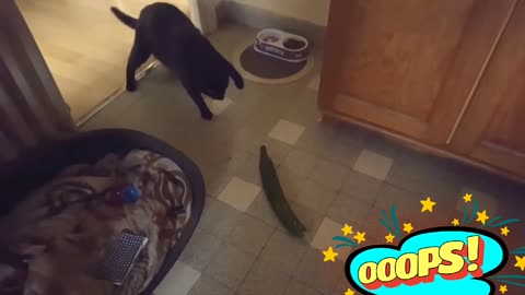 Cats vs Cucumber