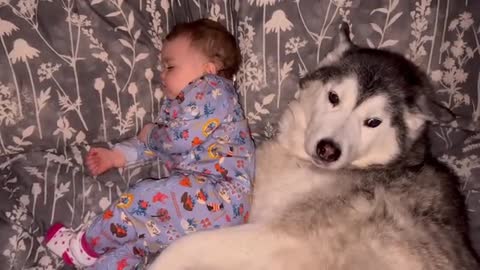 My Husky Does Everything She Can To Stop My Sad Poorly Baby Crying!😭. [CUTEST VIDEO EVER!]