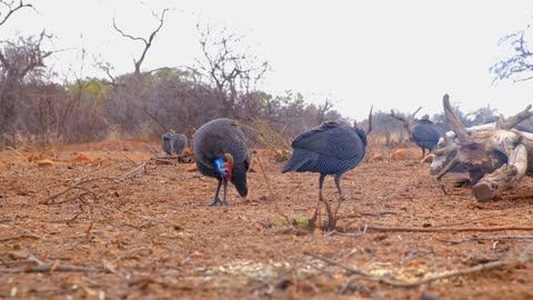 Footage of group of wild cassowaries