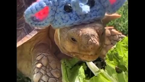 Cute tortoise loves crunching some delicious apples