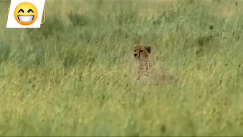 Cheeta...