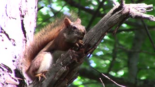 Red Squirrel