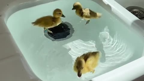 Ducks in the kitchen sink