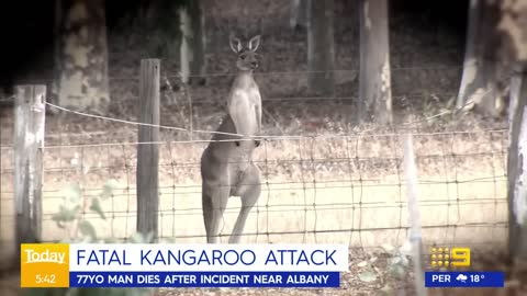 Man dies after kangaroo attack | 9 News Australia