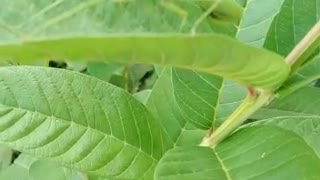 Grasshopper on the Tree